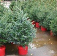 Столична община призова софиянци да засадят живите елхи от Коледа в междублоковите пространства