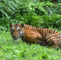 НЕОЧАКВАН ГОСТ! Тигър изкара акъла на сватбари, спасиха се на покрива (ВИДЕО)