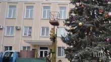 Предколедни пакостници: Крави изядоха елхата в Изворище, не дочакаха да светнат лампичките