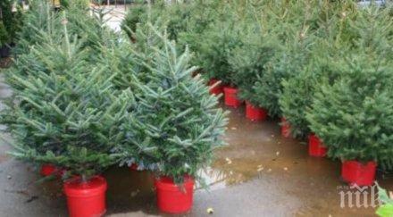 столична община призова софиянци засадят живите елхи коледа междублоковите пространства