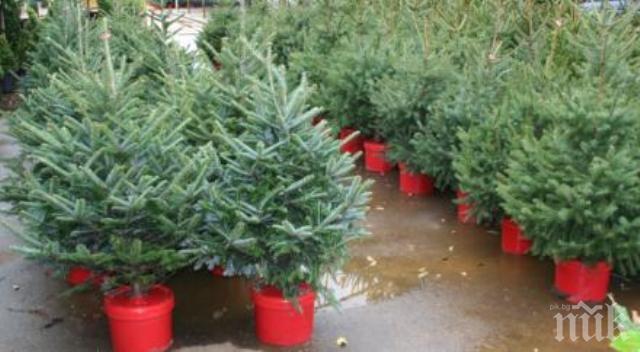 Столична община призова софиянци да засадят живите елхи от Коледа в междублоковите пространства