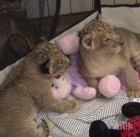 САГАТА ПРОДЪЛЖАВА! Общинският съвет на Разград гласува лъвчетата да бъдат дарени на зоопарка в Пазарджик