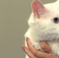 Вижте Ахил - най-популярната котка в Русия (СНИМКИ)