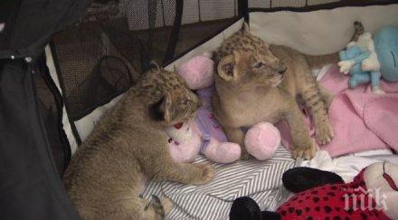 сагата продължава общинският съвет разград гласува лъвчетата бъдат дарени зоопарка пазарджик