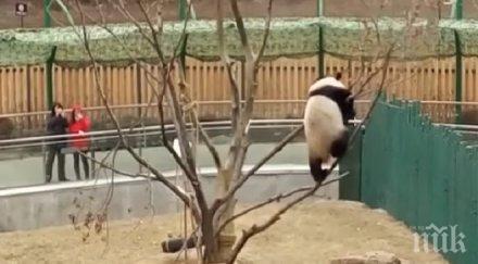 уникално видео пандата пупу показа завидни умения гимнастиката