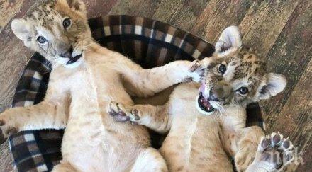 борисов спасил лъвчетапотрес вие сериозно децата пазарджик