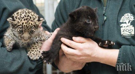 атракция унгарски зоопарк показаха едномесечни ягуарчета близнаци снимки
