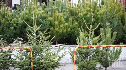 елха последния момент обърнете внимание важни подробности