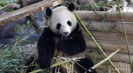 пандата мън мън ходи назад отговора въпроса измъчваше целия свят видео