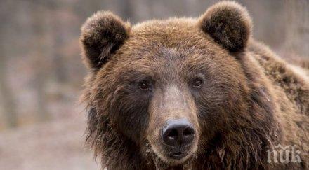 мечката нападнала смолянско село срути огради къщи