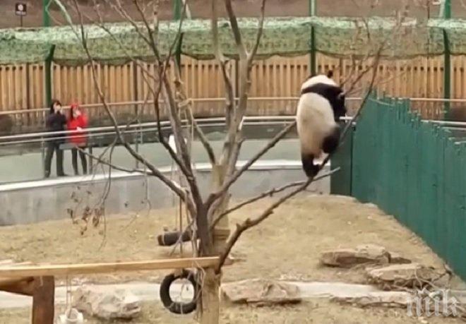 УНИКАЛНО ВИДЕО! Пандата Пупу показа завидни умения в гимнастиката