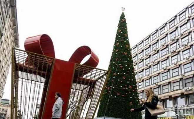 Сърбия в шок от елха за 83 хиляди евро