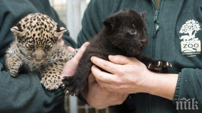 Атракция! В унгарски зоопарк показаха едномесечни ягуарчета близнаци (СНИМКИ)