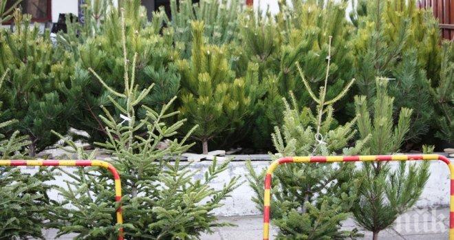 Елха в последния момент? Обърнете внимание на тези важни подробности