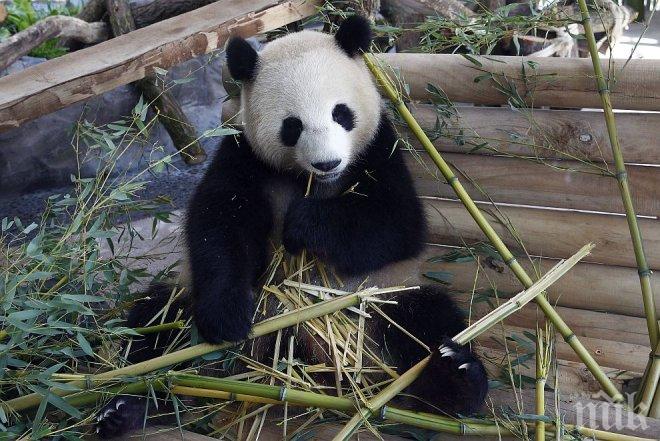 Защо пандата Мън Мън ходи назад! Ето отговора на въпроса, който измъчваше целия свят (ВИДЕО)