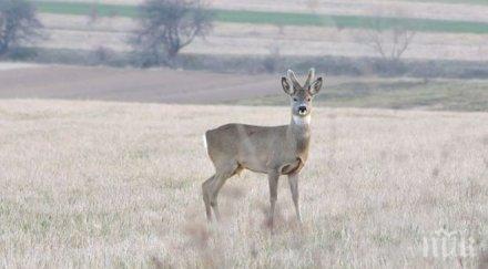 хит нагостиха шоколад кошута върна компания