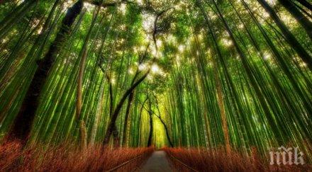 мистика дърветата тайнствени сили