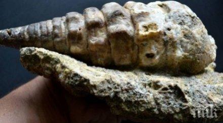 откриха нов хищник живял около 508 млн години