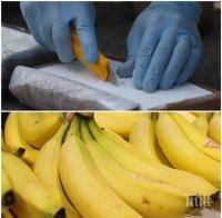 ОГРОМЕН УДАР! Белгийците спипаха 7 тона кокаин, скрит в банани 