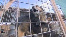 СКАНДАЛНО РАЗКРИТИЕ! Кучета изчезват от приютите на "Екоравновесие"