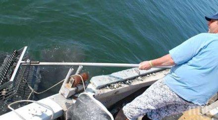 нанася ужасни щети морското дъно уловът бяла мида