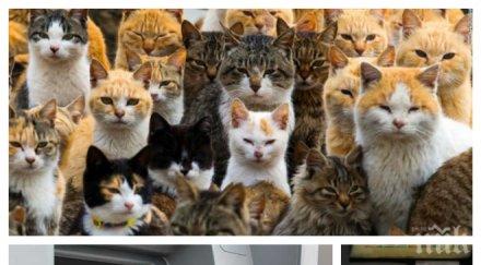 куриоз старозагорска писана чака заплата банкомат снимки