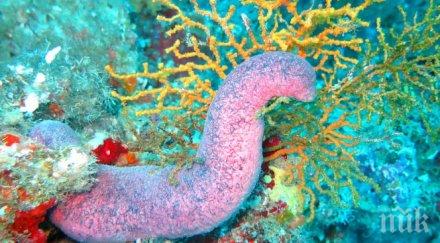 невероятно създание изплува дълбините мексиканския залив видео