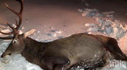 бракониери откриха убит елен джип