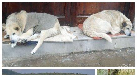 кучешка екзекуция село стара загора осъмна трупа