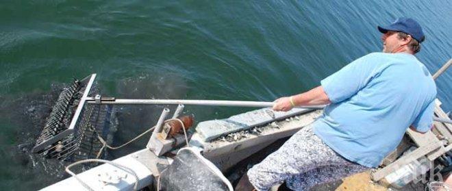 Нанася ли ужасни щети върху морското дъно уловът на бяла мида