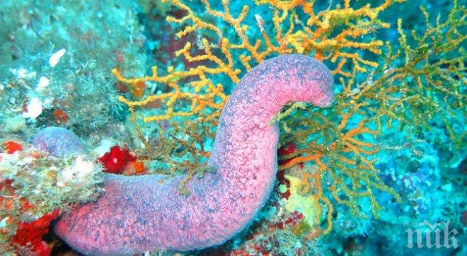 Невероятно създание изплува от дълбините на Мексиканския залив (ВИДЕО)