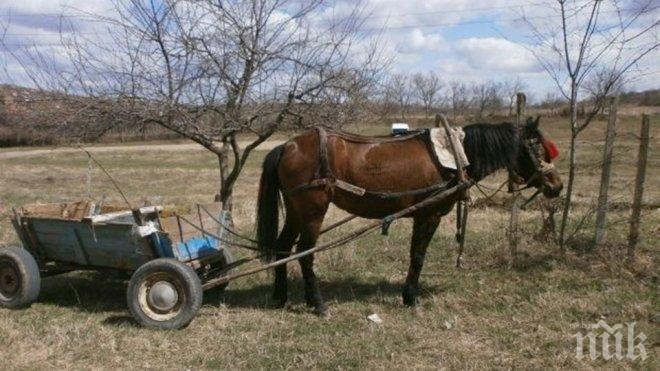 Възрастен селянин се събуди след Новогодишната нощ, потърка очи и...