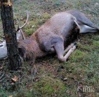 Забраняват лова в района на Гъбене заради убития благороден елен
