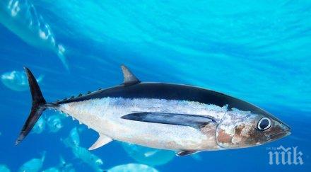 учени прогнозират 2048 рибата намалее драстично