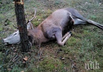 забраняват лова района гъбене заради убития благороден елен