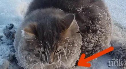 зверство мъж уби домашна котка пушка