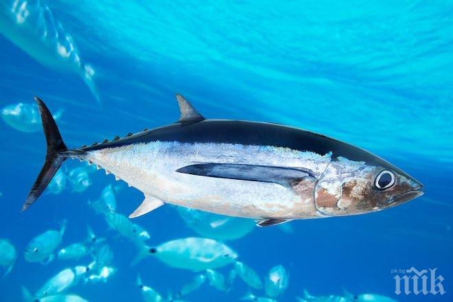 Учени прогнозират: До 2048 рибата ще намалее драстично