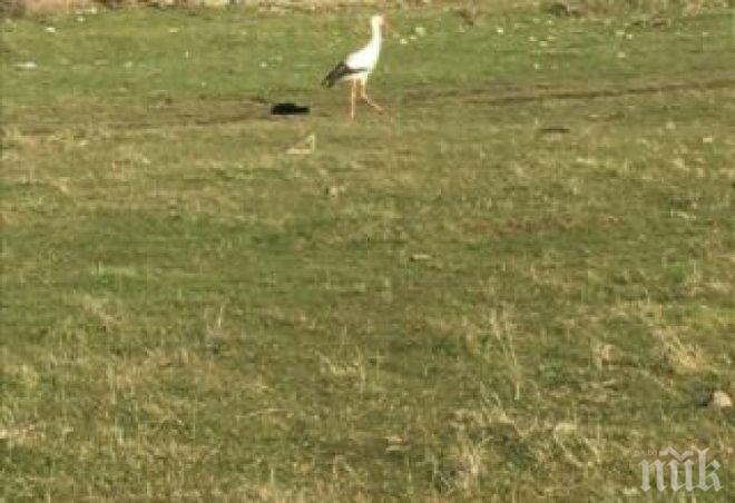 Януарската пролет докара щъркел в Момчилград