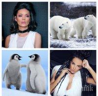 ВОЙНА НА СИЛИКОНА! Калина Паскалева закова Николета: Белите мечки не си говорят с пингвините!