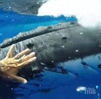 Неочакван закрилник! Кит спаси жена от тигрова акула (ВИДЕО)