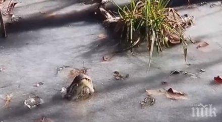 уникално алигатори спасяват студа видео
