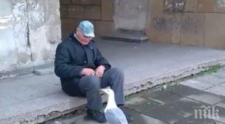 бай стоян дресира гларуса гошо видео