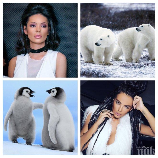 ВОЙНА НА СИЛИКОНА! Калина Паскалева закова Николета: Белите мечки не си говорят с пингвините!
