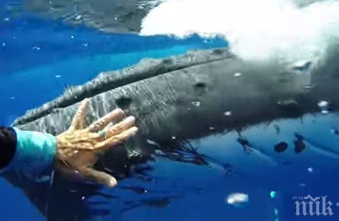 Неочакван закрилник! Кит спаси жена от тигрова акула (ВИДЕО)