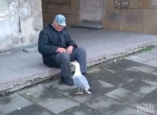 Бай Стоян си дресира гларуса Гошо (ВИДЕО)