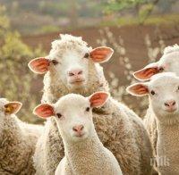 КУРИОЗ! Стадо овце заплашва американска военна база в Румъния