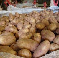 Недостигът на работници от ЕС заплашва реколтата от картофи във Великобритания