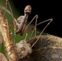 Находка! Учените откриха 18 нови вида пеликанови паяци