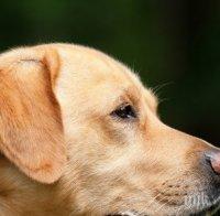 ШОКИРАЩО! Отровиха кучето-водач на незрящ в София