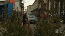 Столична община с кампания за събиране на коледни дръвчета за рециклирането им